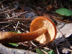 Plancia ëd Tricholomopsis formosa (Murrill) Singer 1951