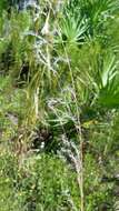 Imagem de Schizachyrium stoloniferum Nash