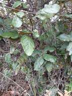 Image of Quercus costaricensis Liebm.