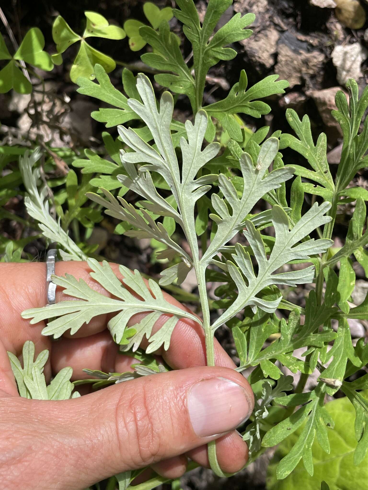 صورة Artemisia franserioides Greene