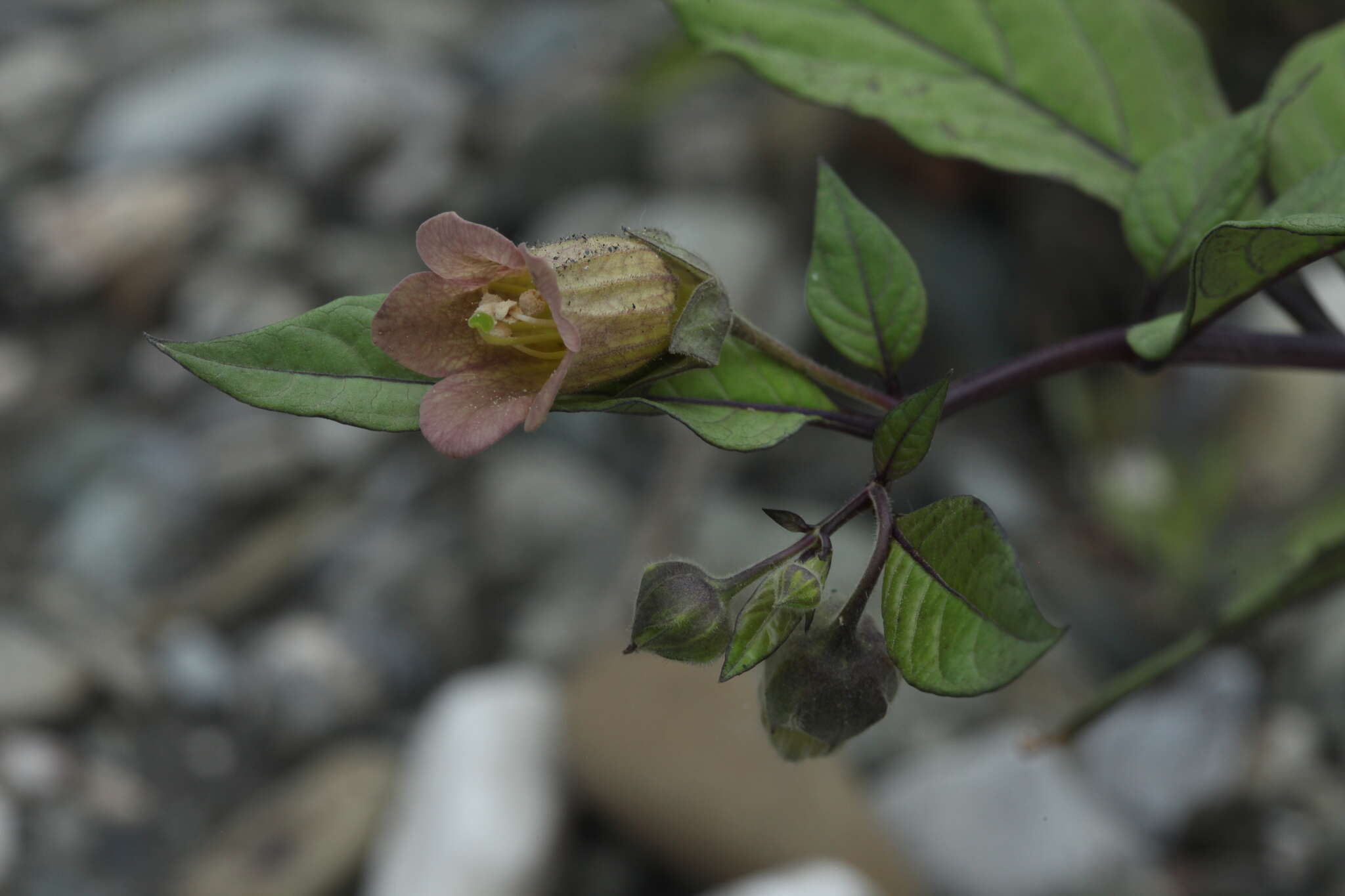 Image of Atropa bella-donna subsp. caucasica (Kreyer) V. E. Avet.