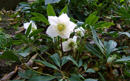 Image of black hellebore