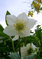 Image of black hellebore