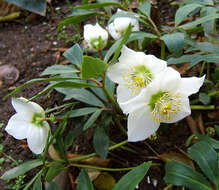 Image of black hellebore