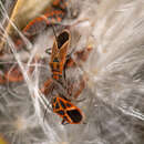 Image of Bindweed Seedeating Bug