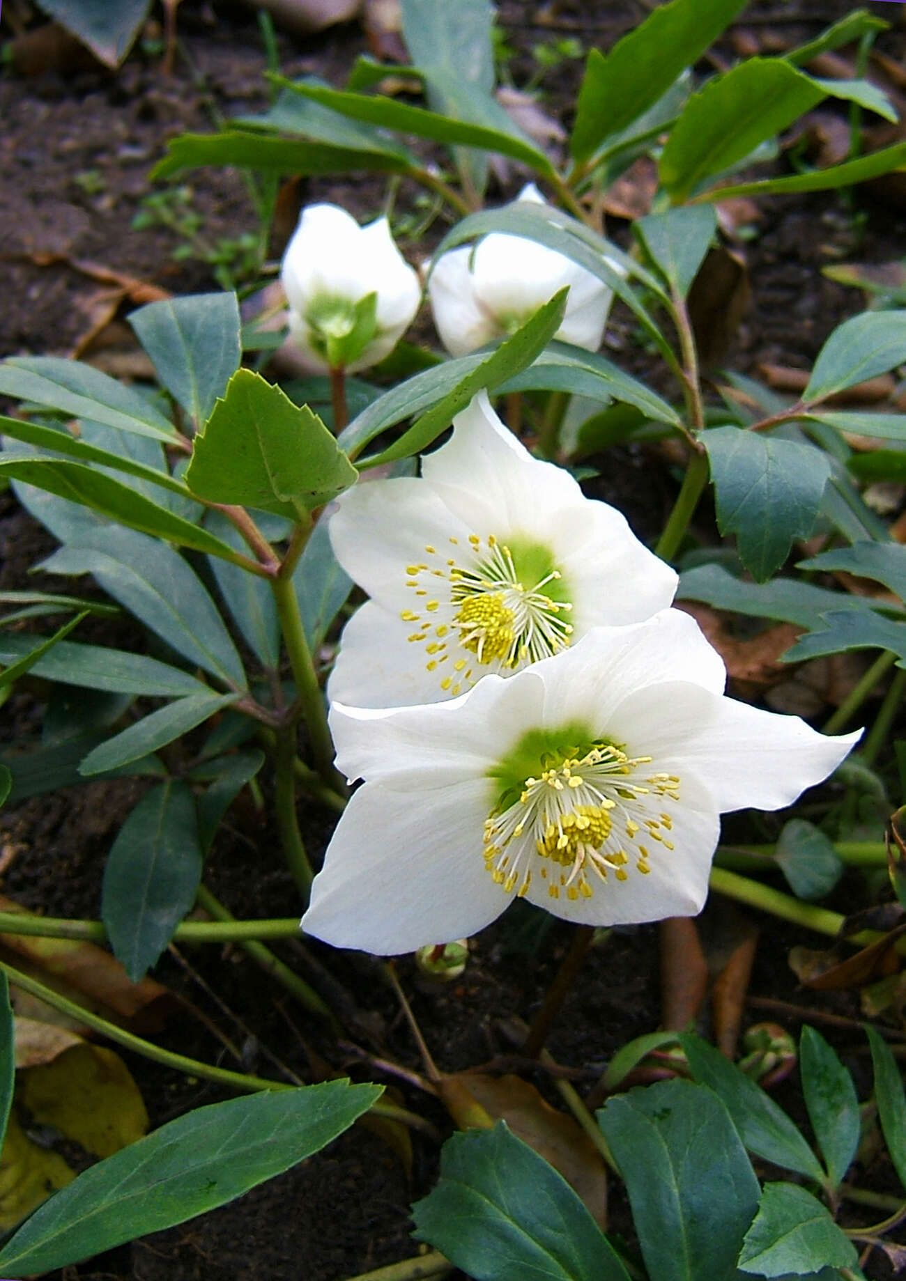 Image of black hellebore