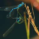 Image of Caliagrion billinghursti (Martin 1901)