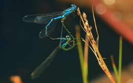 Imagem de Caliagrion billinghursti (Martin 1901)