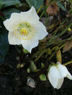 Image of black hellebore