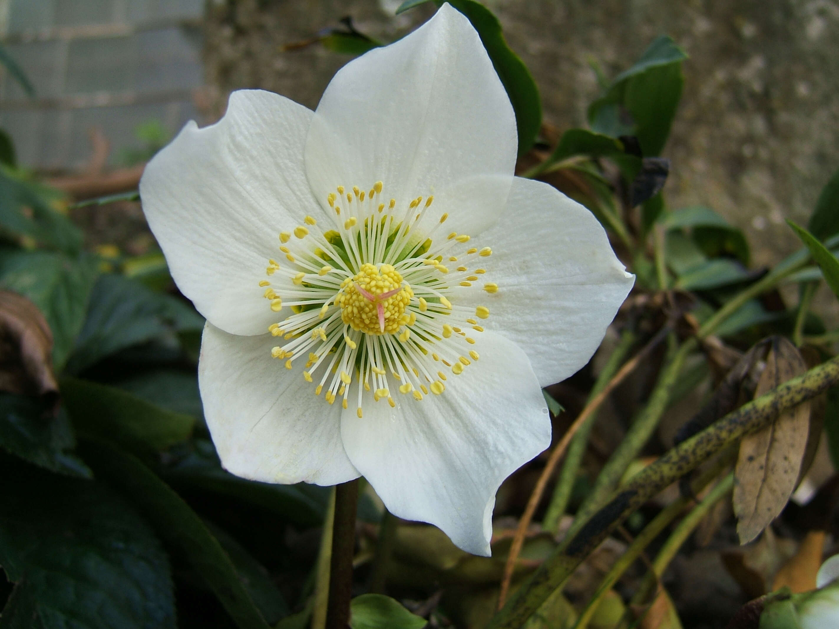 Image of black hellebore