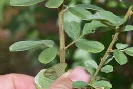 Image de Lespedeza hirta subsp. hirta