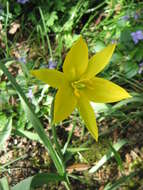 Image of Wild tulip