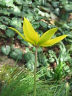 Image of Wild tulip