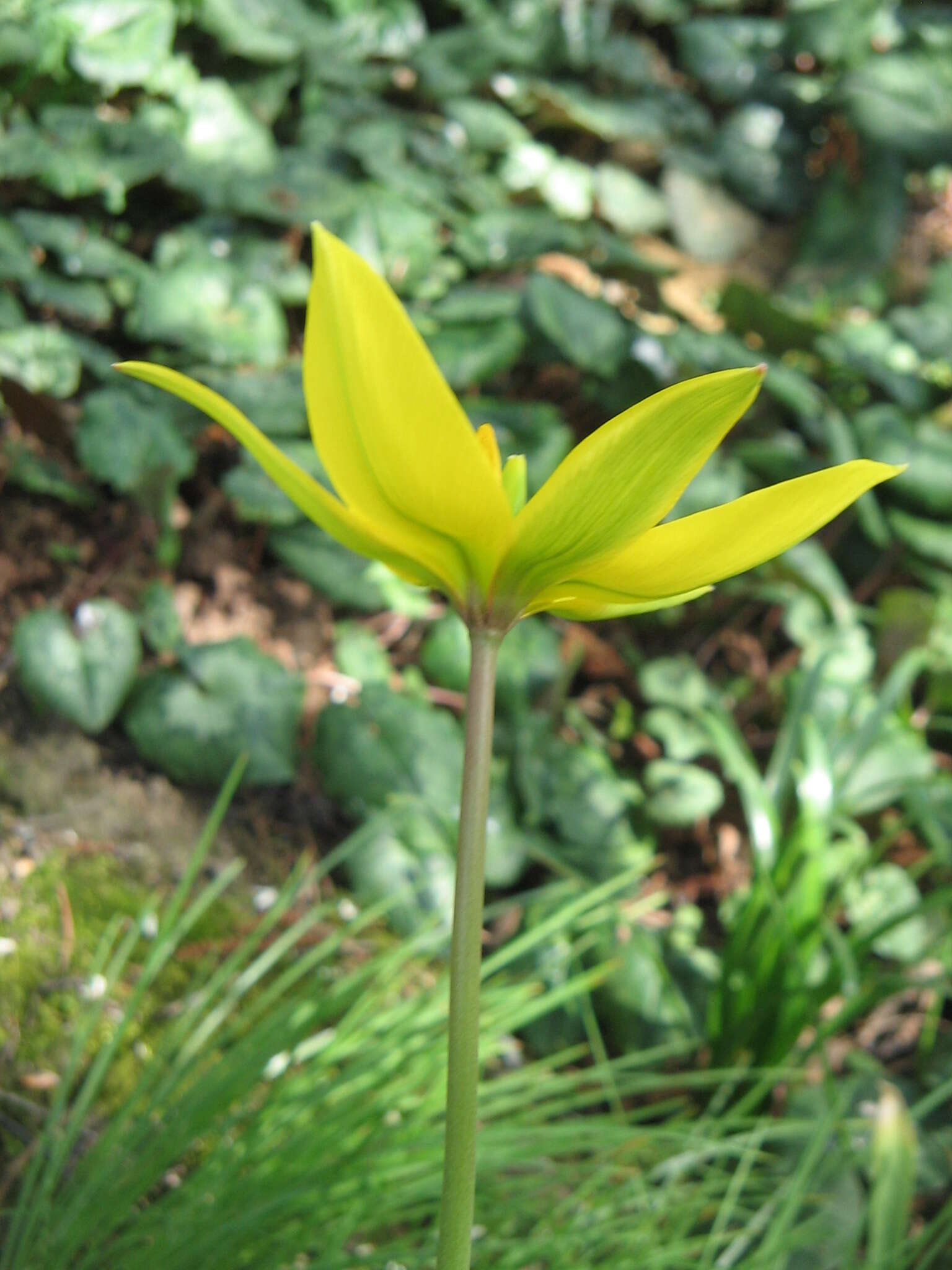 Image of Wild tulip