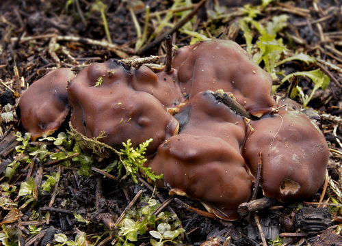 Image of <i>Rhizina undulata</i> Fr. 1815