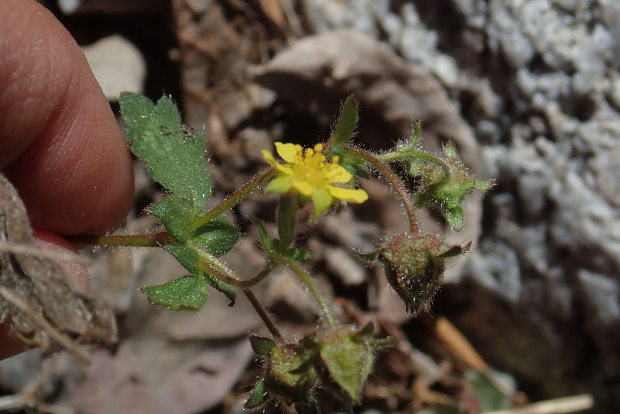 Image of whiteflower cinquefoil