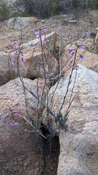 Image of beautiful rockcress