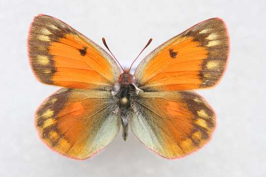 Imagem de Colias staudingeri Alphéraky 1881