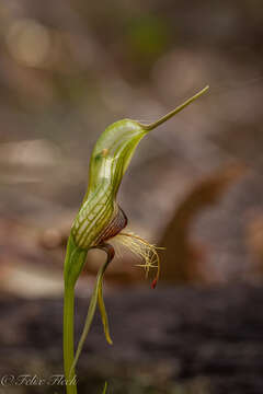 Image of Bird orchid