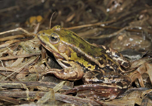 Image de Petite grenouille verte