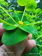 Image of Euphorbia paniculata Desf.