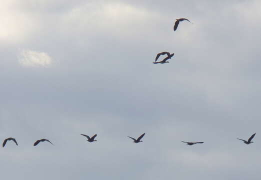 Image de Canard sylvicole