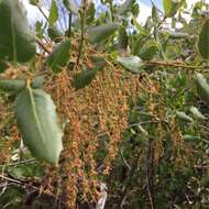 Image of Shreve oak