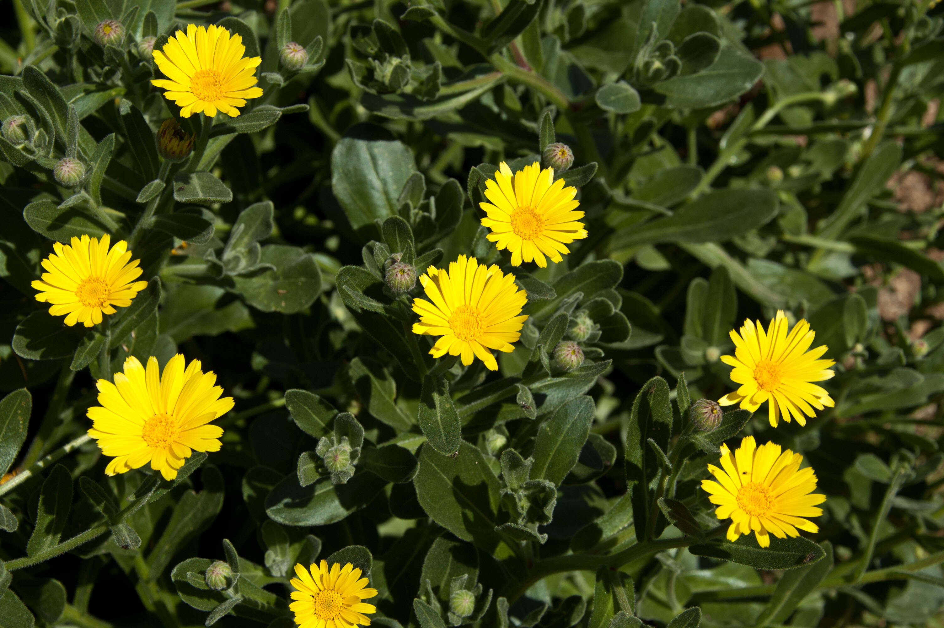 Image of Sea marigold