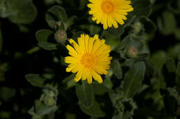 Image of Sea marigold