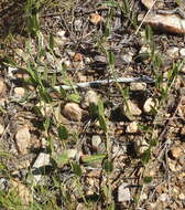 Psoralea plauta C. H. Stirt. resmi