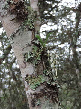 Image of Ypsilopus erectus (P. J. Cribb) P. J. Cribb & J. Stewart