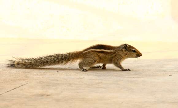 Image of Indian palm squirrel