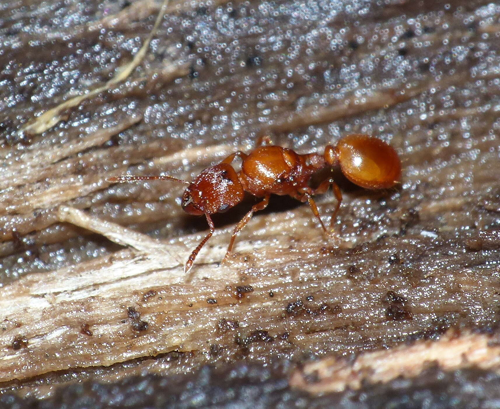 Image of Tetramorium capense Mayr 1865