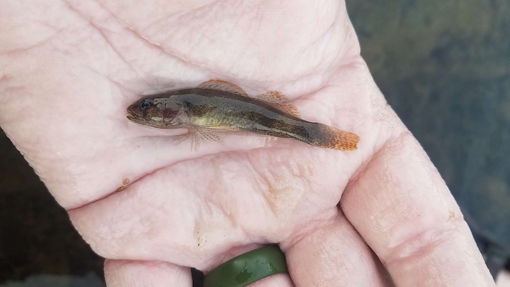 Image of Etheostoma mihileze Mayden 2010