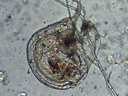 Image of Utricularia blanchetii A. DC.