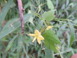 Image of Cucumis oreosyce H. Schaef.