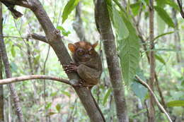 Image of Philippine tarsier