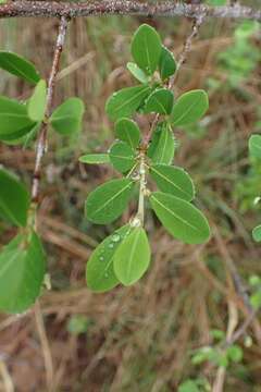 Image of Small-leaved cocoa