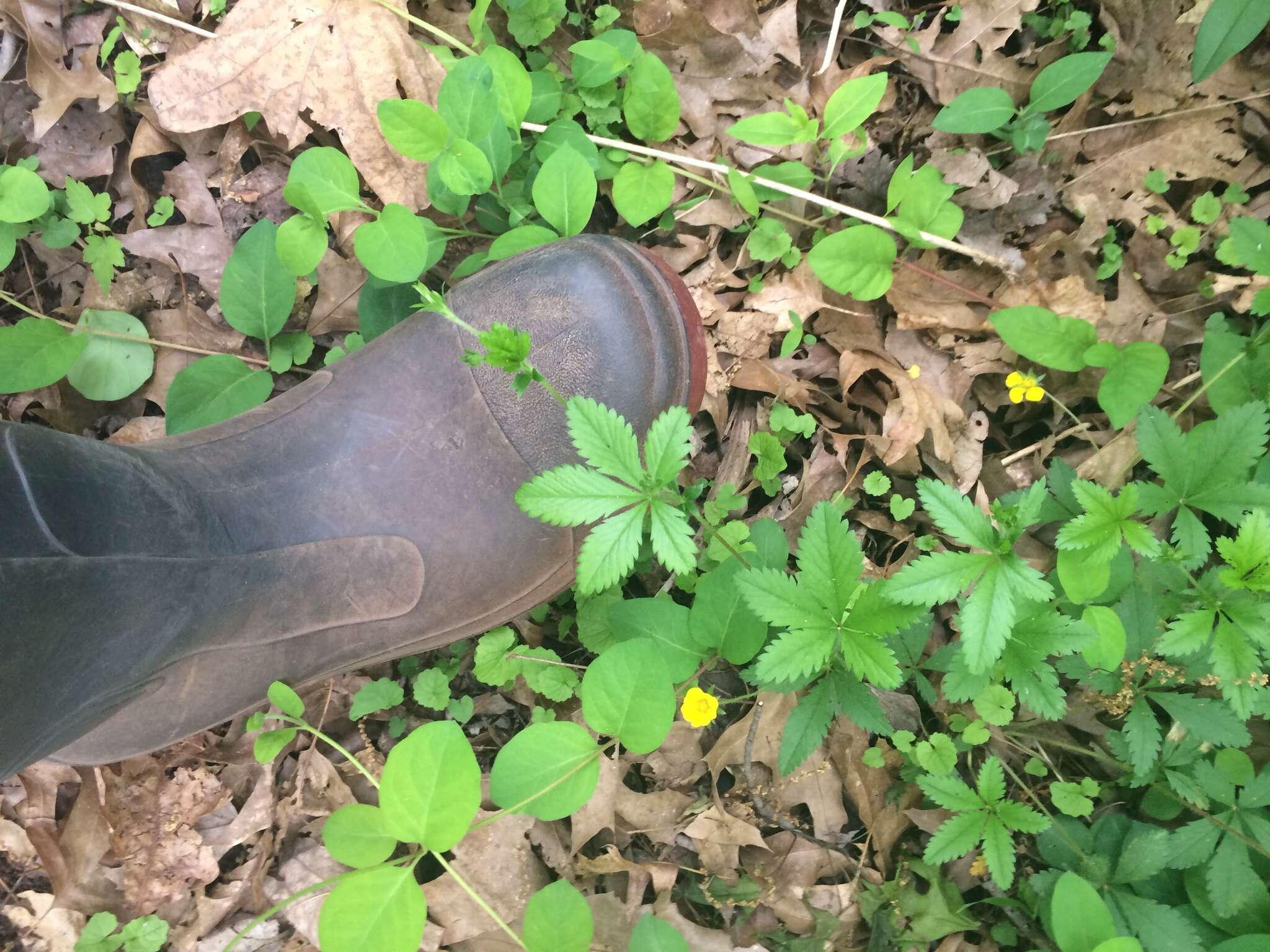 Image of common cinquefoil