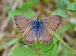 Image of Leptotes webbianus