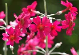 Imagem de Primula bulleyana subsp. beesiana (Forrest) A. J. Richards