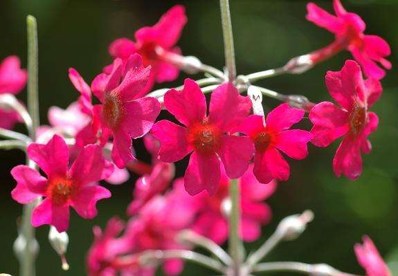 Primula bulleyana subsp. beesiana (Forrest) A. J. Richards resmi