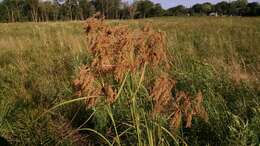 Image of Stalked Bulrush