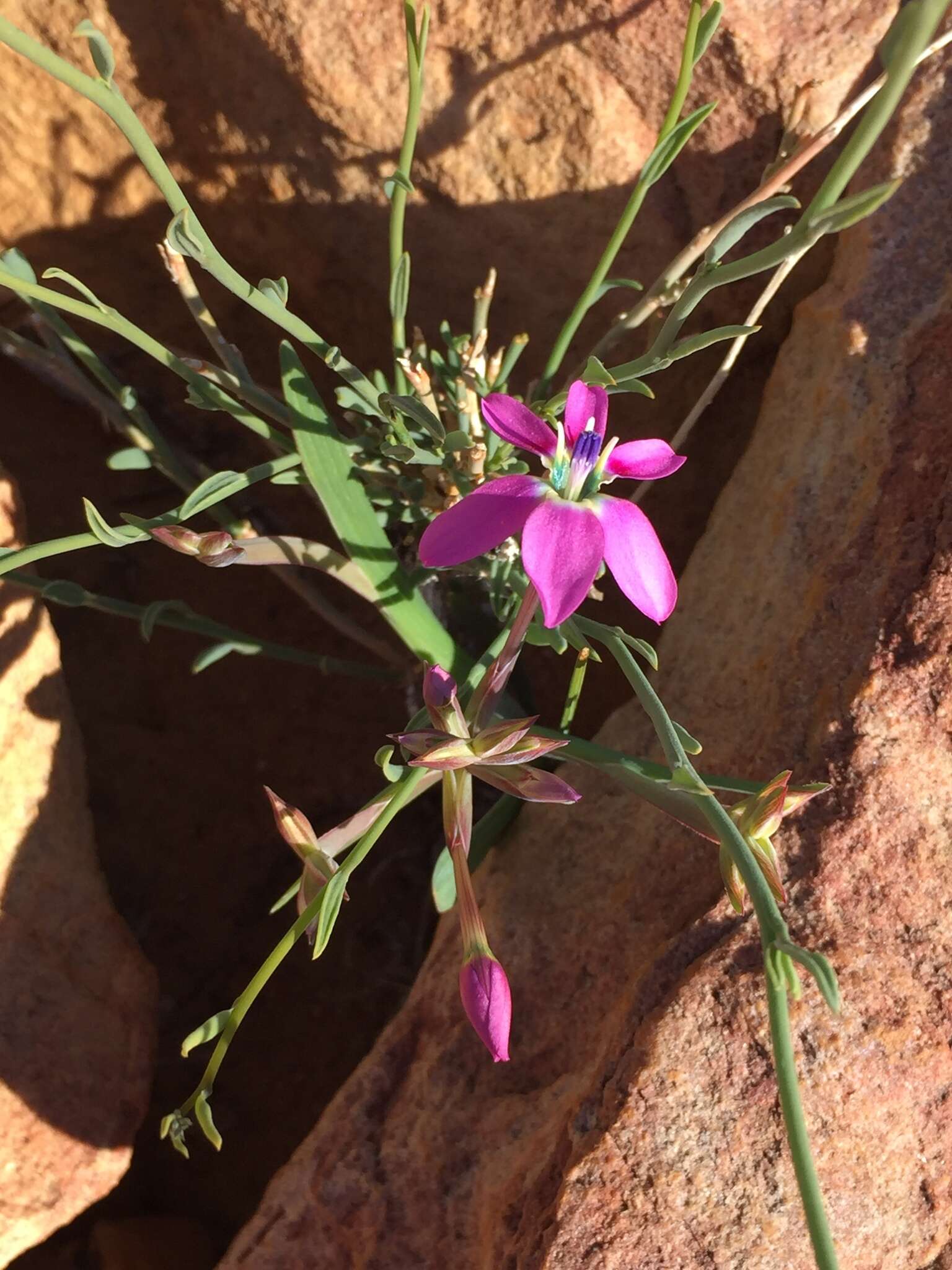 Plancia ëd Lapeirousia fabricii subsp. purpurascens