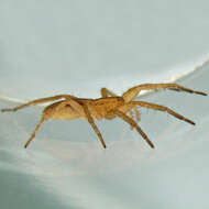 Image of Arachosia cubana (Banks 1909)