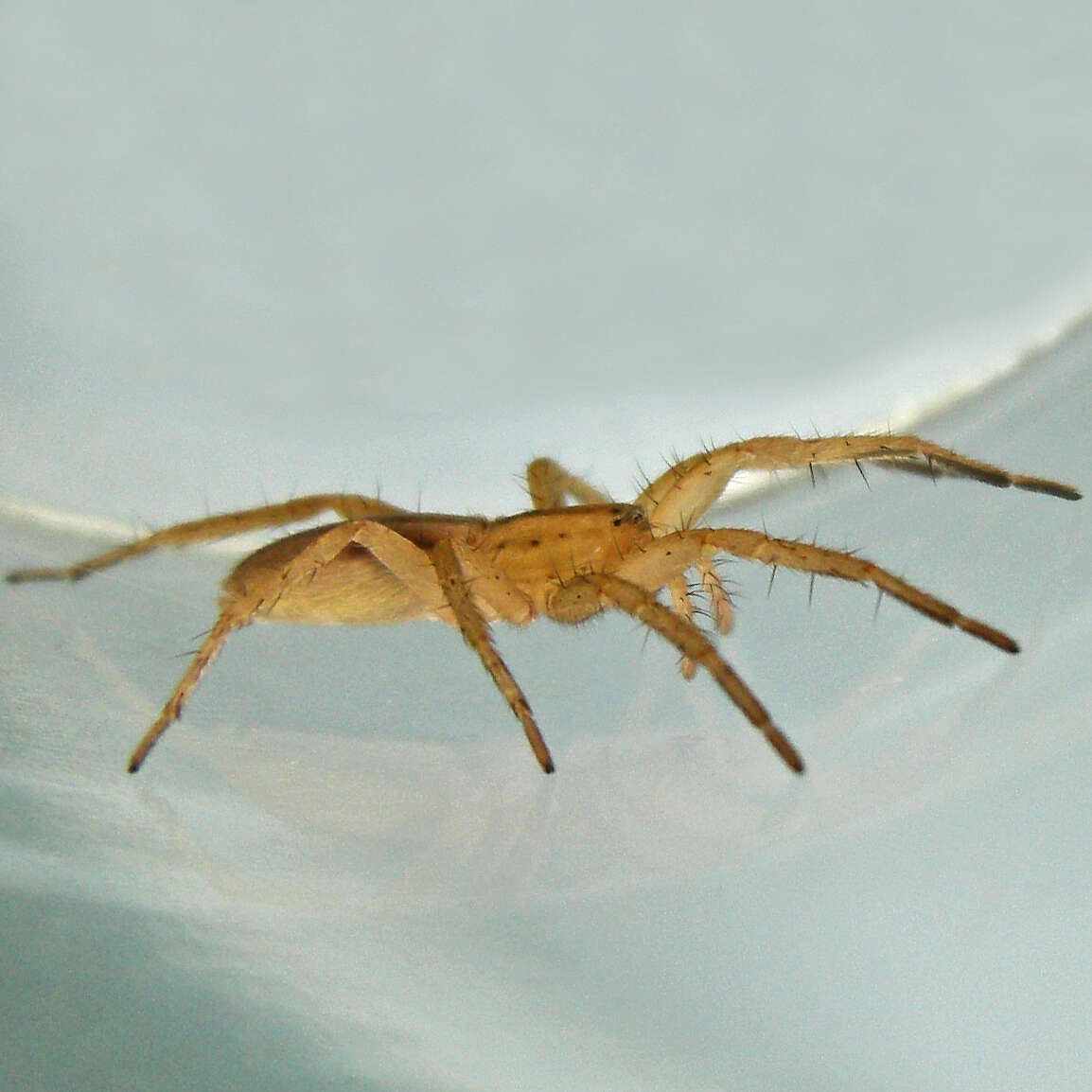 Image of Arachosia cubana (Banks 1909)