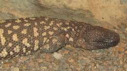 Image of Mexican Beaded Lizard