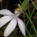 Caladenia catenata (Sm.) Druce resmi