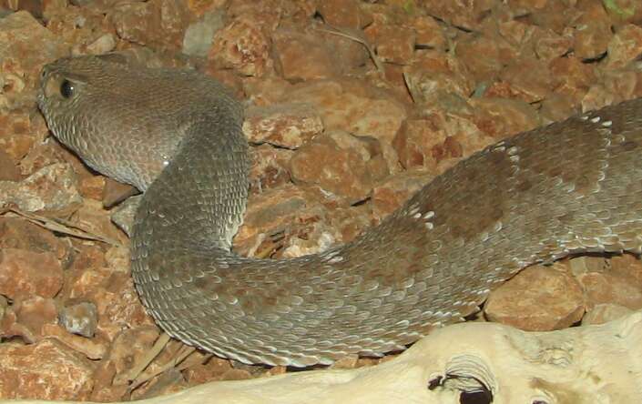 Image of Red Diamond Rattlesnake