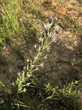 Слика од Liatris elegans (Walt.) Michx.